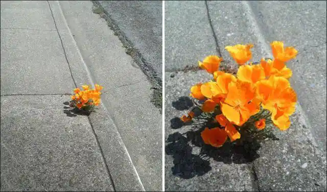 夹缝中求生存太不可思议