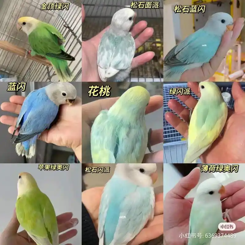 牡丹鹦鹉部分品种图#牡丹鹦鹉 (来自网络) - 抖音
