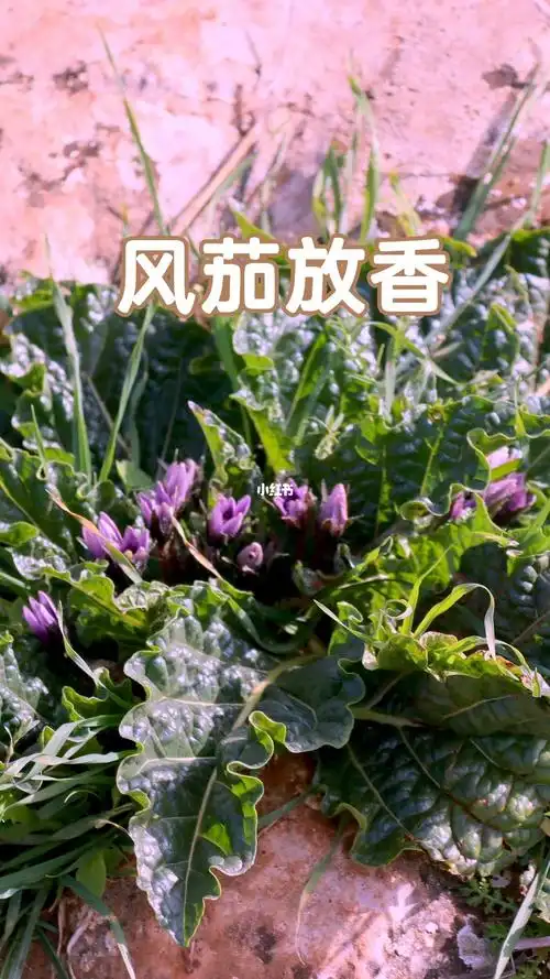 风茄放香