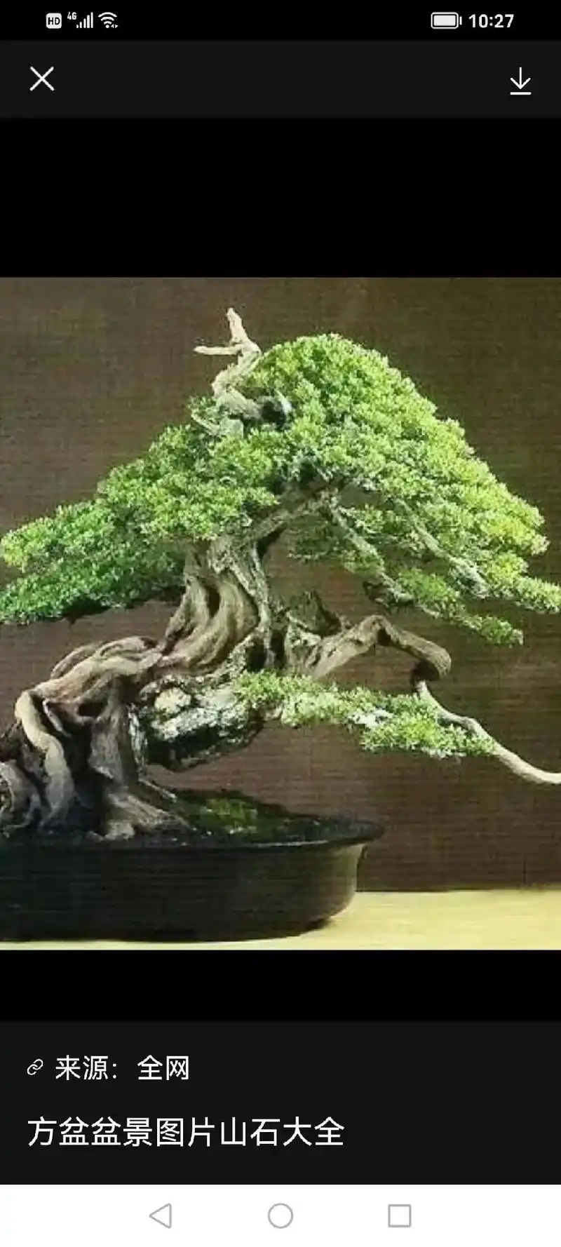 来源:全网 山石盆景_山石盆景图片_山石盆景图 方盆盆景图 - 兑音