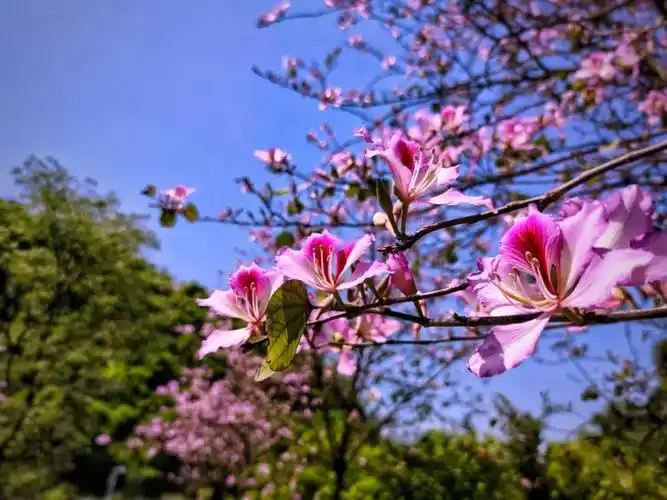 震惊清明扫墓竟发现柳州暗藏一片紫荆花海就在