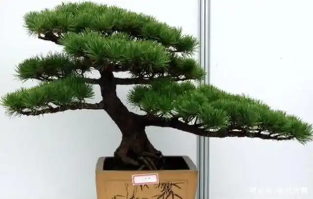 罗汉松修剪,这样3动作姿势才正确,精干利落,造型美观出自心间