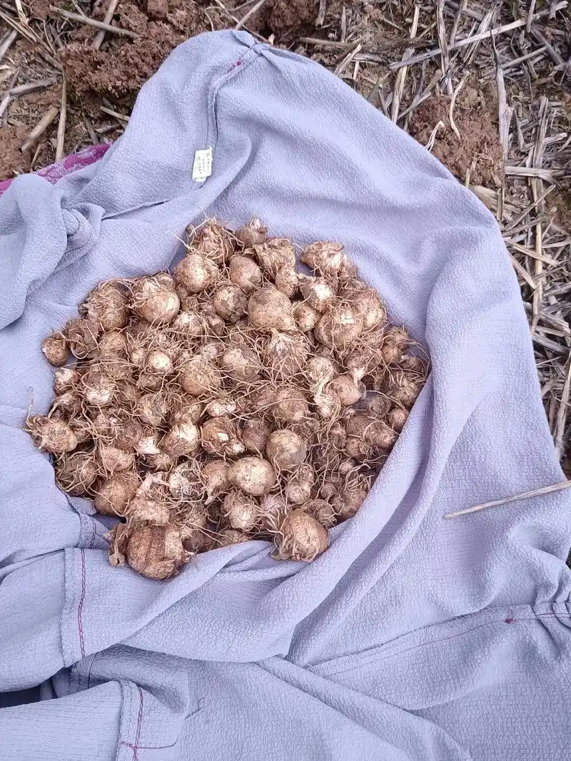 奶奶在地边除草,我挖麻芋子.#野生半夏#野生麻芋子 - 抖音