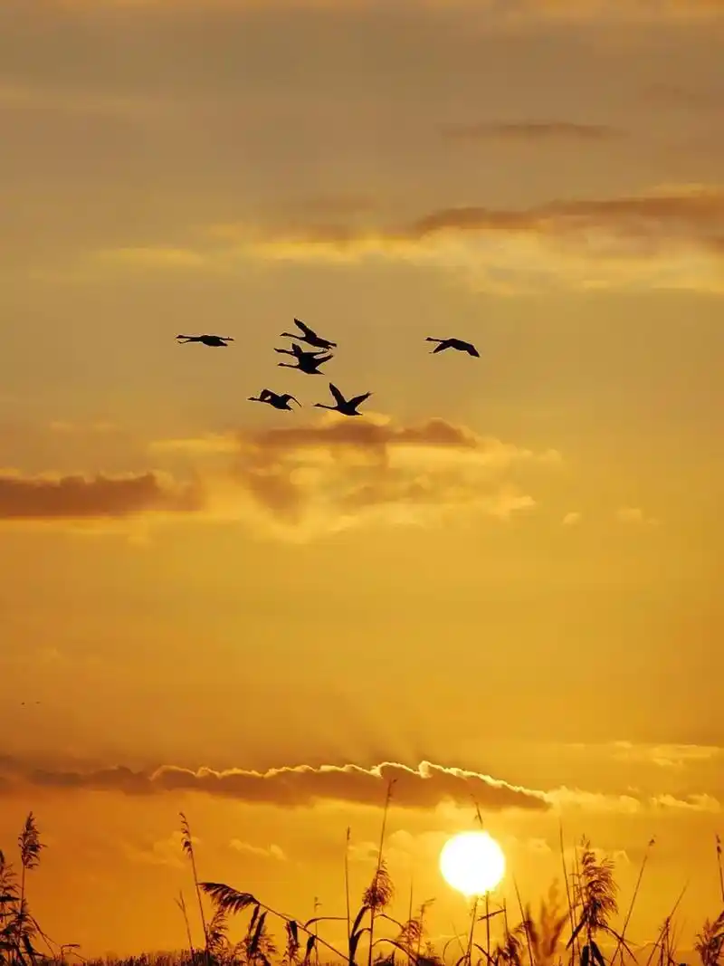 在清风至,白露生的秋日,读一首古人诗词:晴空一鹤排云上,便引 - 抖音