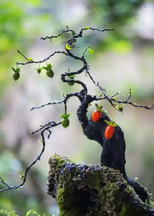 秦岭深山野柿子树桩是名贵金弹子养成盆景价值非常高