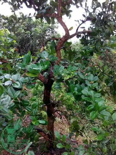 一棵大型熟桩山桔,2200元脱盆带泥球包邮 - 交易