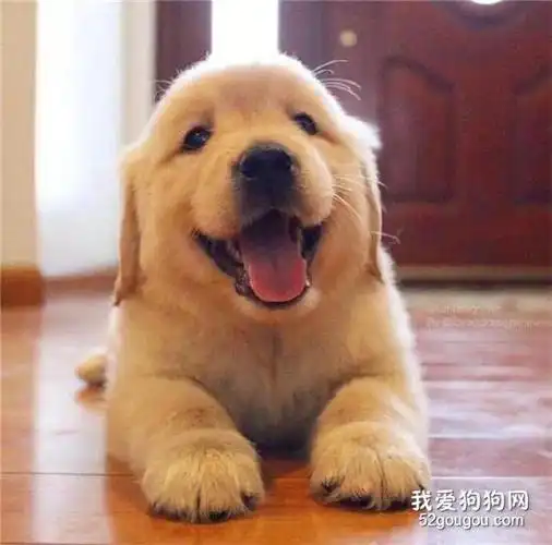 b>有一种萌,叫金毛小时候! /b>