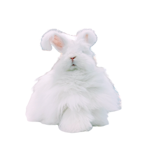 安哥拉巨兔宠物巨型活体兔子白色长毛大型兔子宿舍好养网红兔