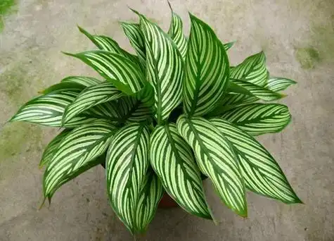 哪个品种的竹芋最好看盘点五种最漂亮又美丽的竹芋