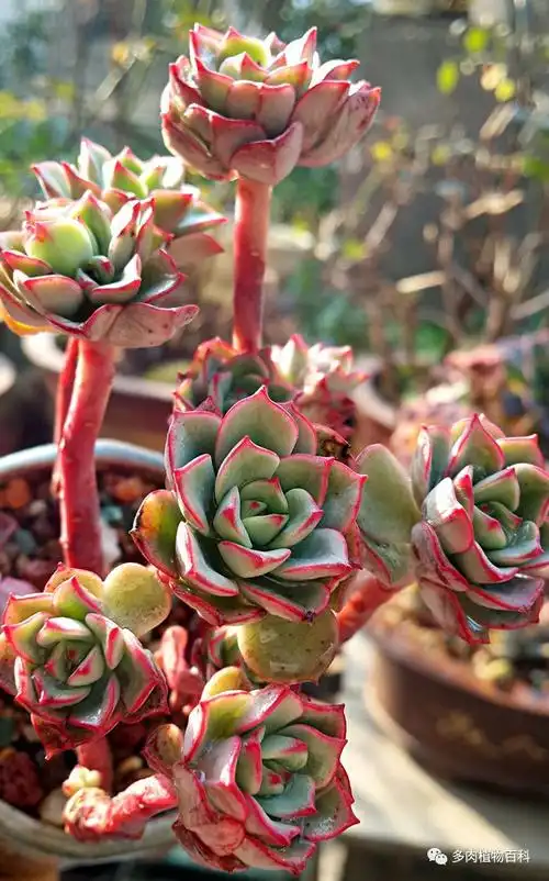 烟雨多肉在江南牡丹花王与灿烂仙子有个约会