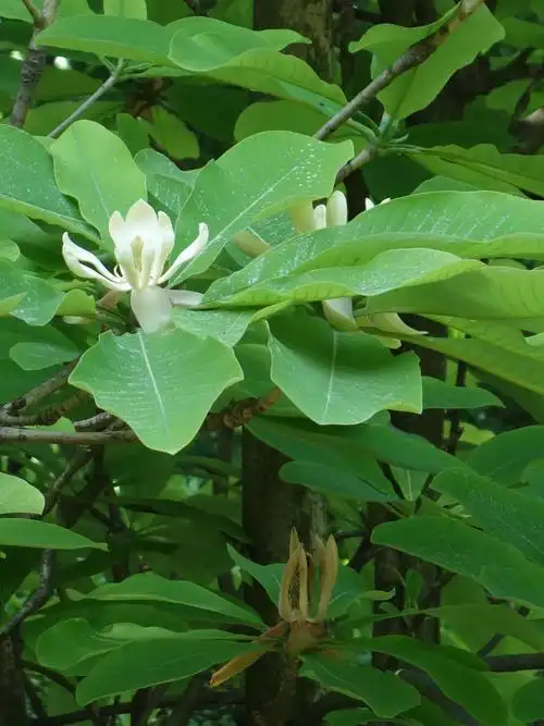 被子植物门(一) 写美篇magnolia officinalis  【木兰科厚朴属】