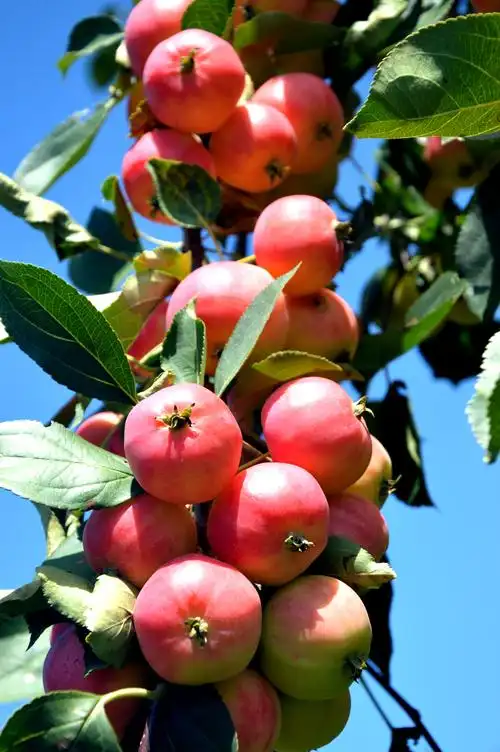 家乡的秋天我喜欢,有收获的季节,有丰收的果实.