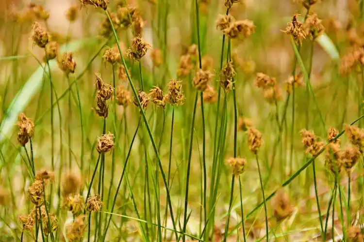 野生灯心草原创拍摄