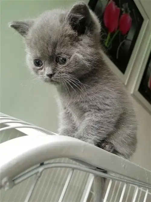 两个月大蓝猫幼崽