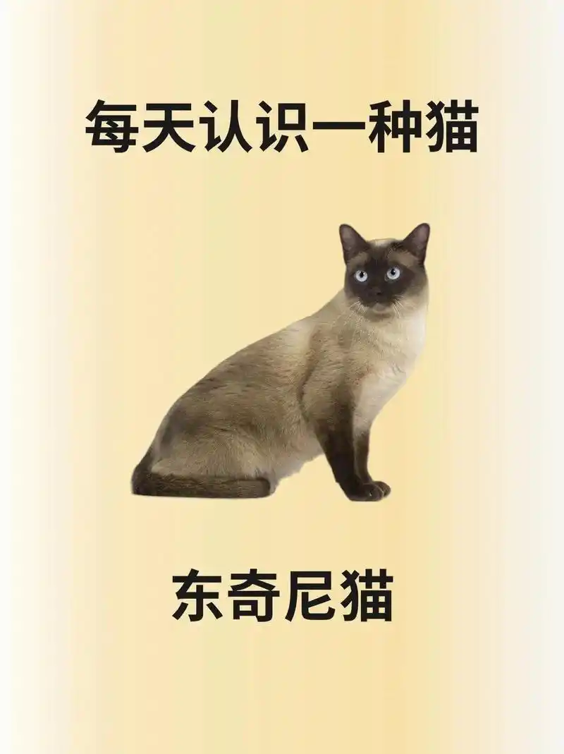 东奇尼猫是英美两地用暹罗猫和缅甸猫