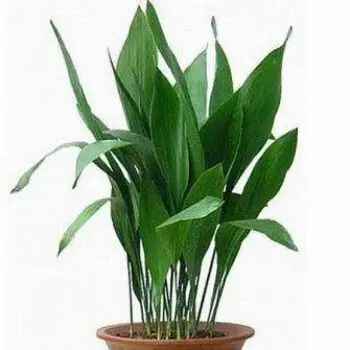 花卉盆栽 四季常绿 一叶兰 室内美化净化植物 10枝