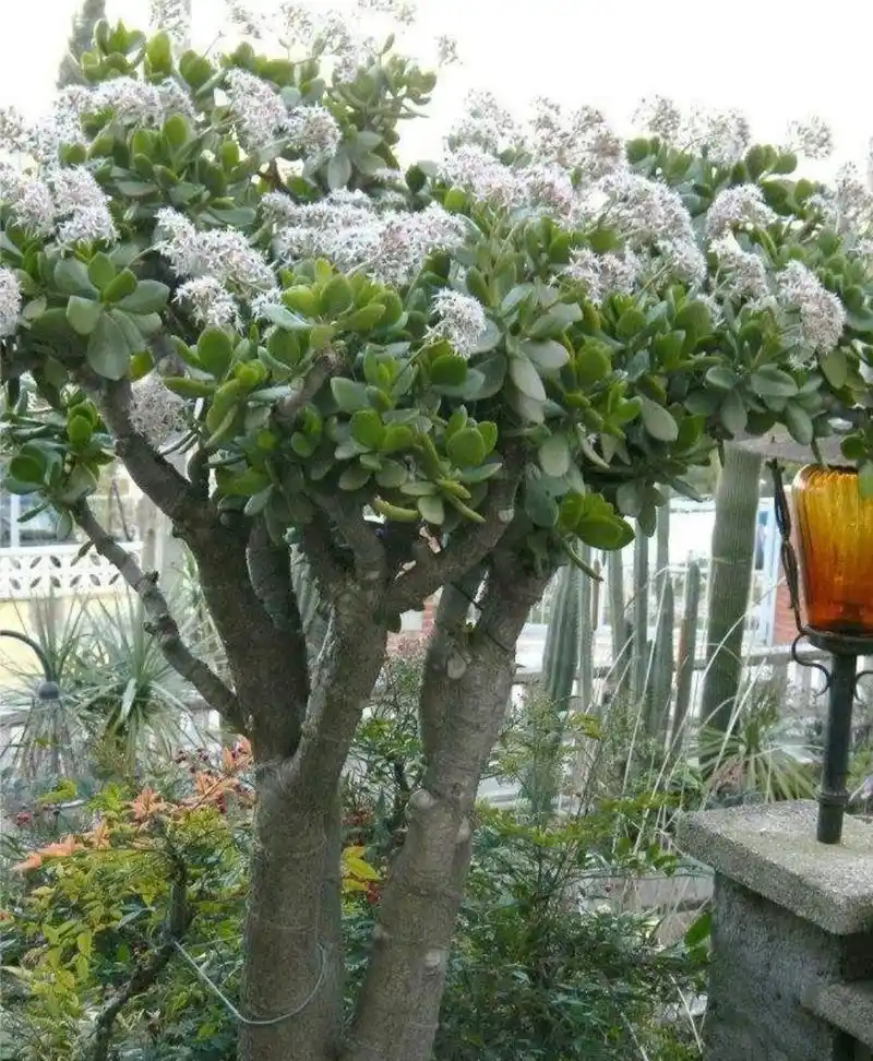 玉树养成老桩盆景只需掌握5个养护技巧长得粗壮又茂盛