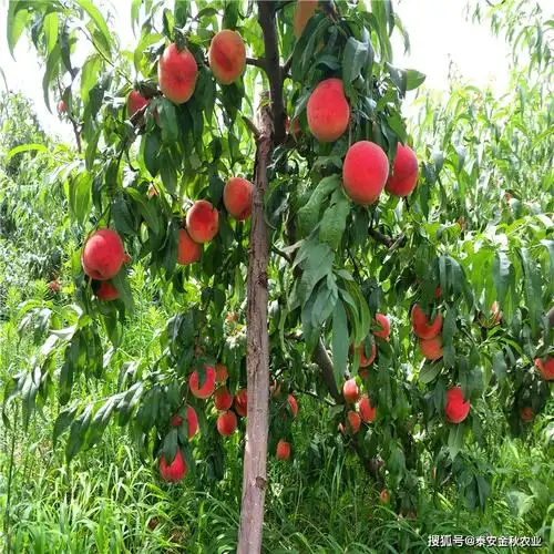 早熟桃树苗——春晓桃树苗品种介绍