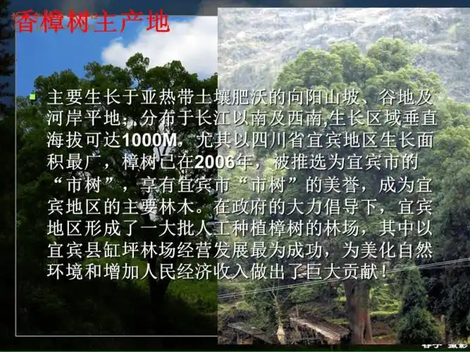 香樟树的详细介绍