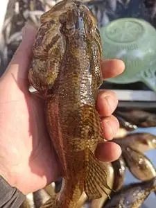 500人付款淘宝q老头鱼黑龙江特产淡水鱼大头鱼