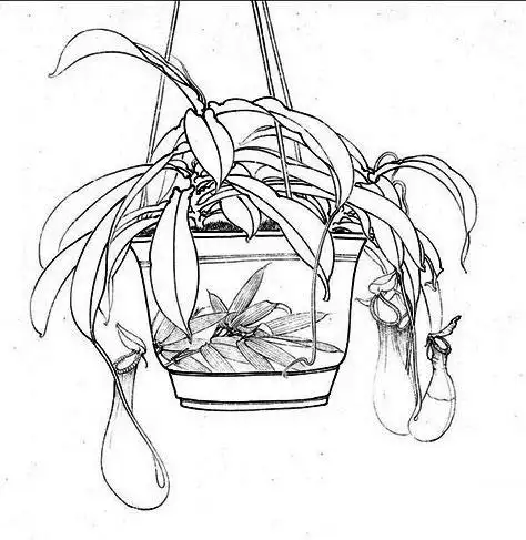 猪笼草的样子特点和简笔画图片