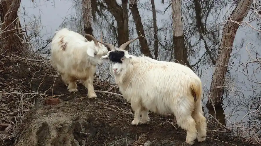 北疆神秘的地方--新疆甘家湖梭梭林国家级自然保护区