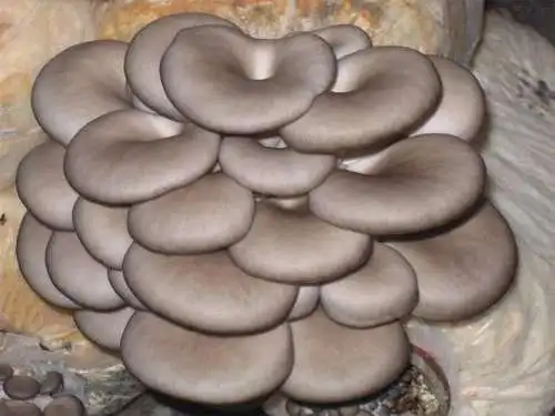 蘑菇图片大全常见的蘑菇种类有哪些