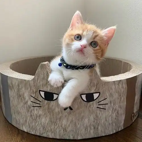 日本一小奶猫成精因为呆萌得像人一样的睡姿走红网络