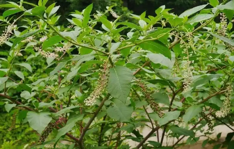 农村一种恶草农民见到就砍但消肿有奇效人称见肿消
