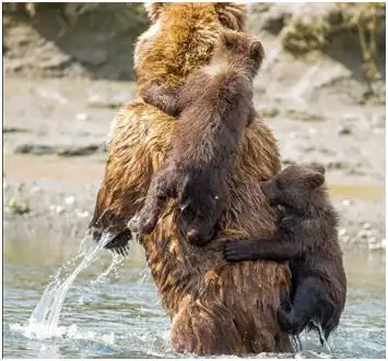 熊出没好温馨美国阿拉斯加棕熊妈妈背着熊宝宝过湖泊