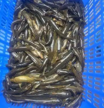 牛尾巴鱼黄骨鱼黄辣丁生态鱼河里自然生长活的发货