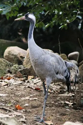 【欢乐萌宠第二季】漫步夕阳下的灰鹤
