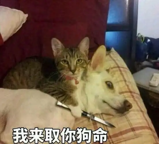 超委屈 - 斗图大会 - 猫星人,表情包,斗图啦表情库 - 真正的斗图网站