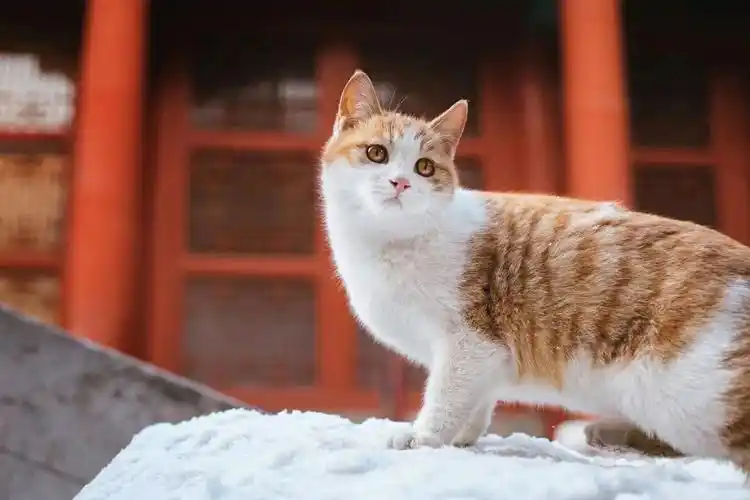 故宫初雪踏雪寻猫哪只宫猫最得你心