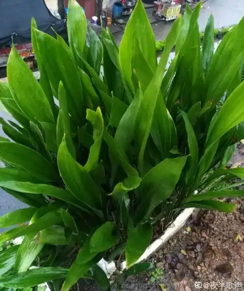 蜘蛛抱蛋这种花,长相清秀,一点也不吓人-养花知识大全与技巧