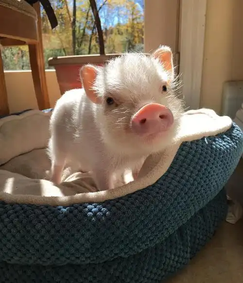 茶杯猪多少钱一只幼崽,小香猪能长多大