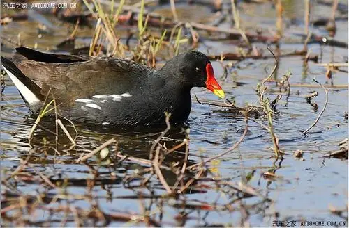 生态一组野生红嘴野鸭