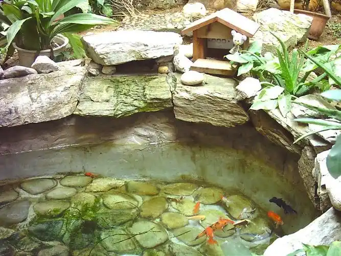 重新上传我的金鱼池(新拍)