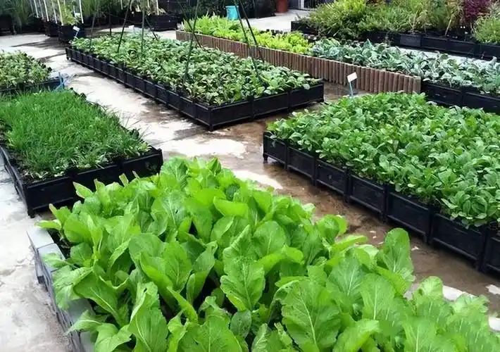 农村的水泥房楼顶可以用来种菜吗