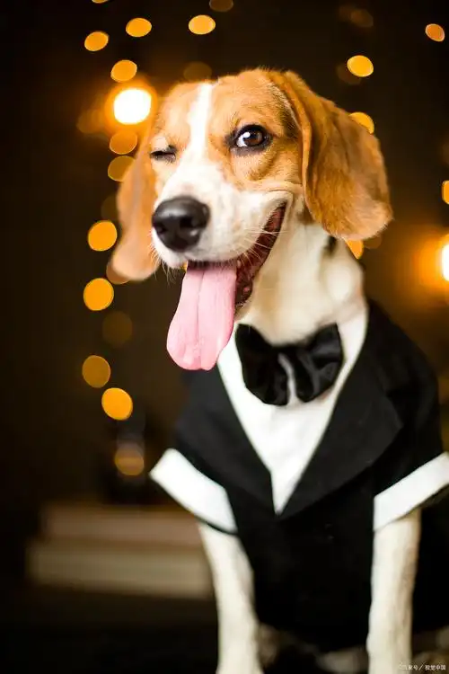 每天一个新知识!这四种呆萌狗狗你见过吗?