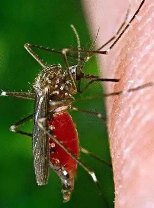 6【吸血蛾】它们不仅吸食脊椎动物的血液,在吸血过程中还对受害者进行