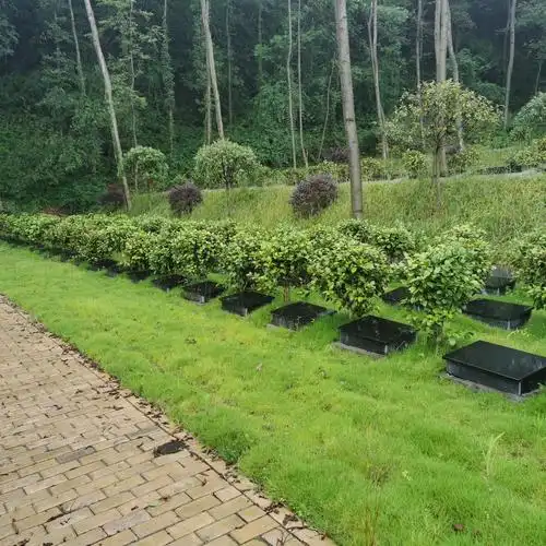 四川网上公众祭祀平台-眉山市丹棱县顺龙乡幸福园农村公益性墓地