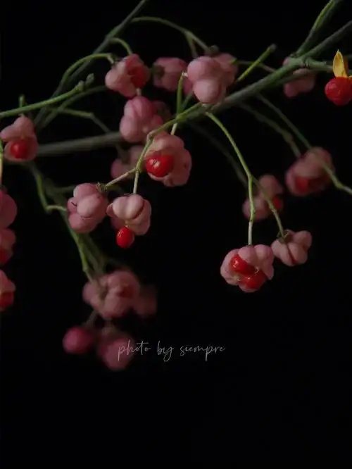 明开夜合白杜卫矛