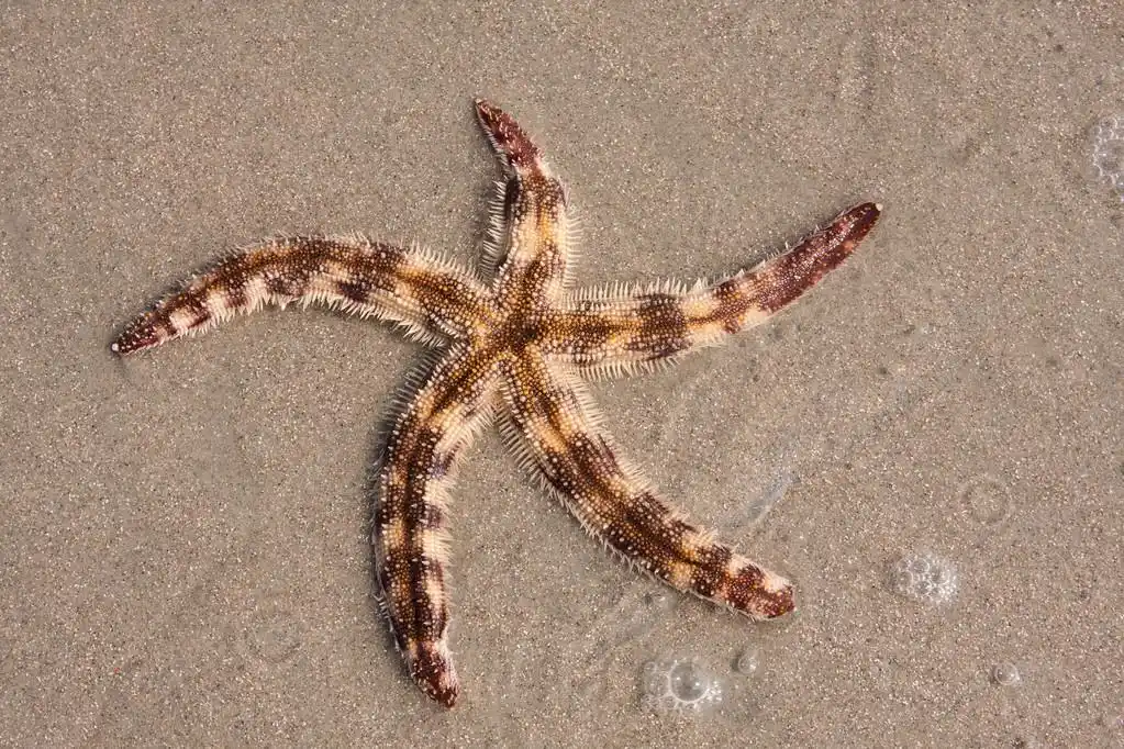 斑点的海星,不寻常的红色斑点的海星在沙子里