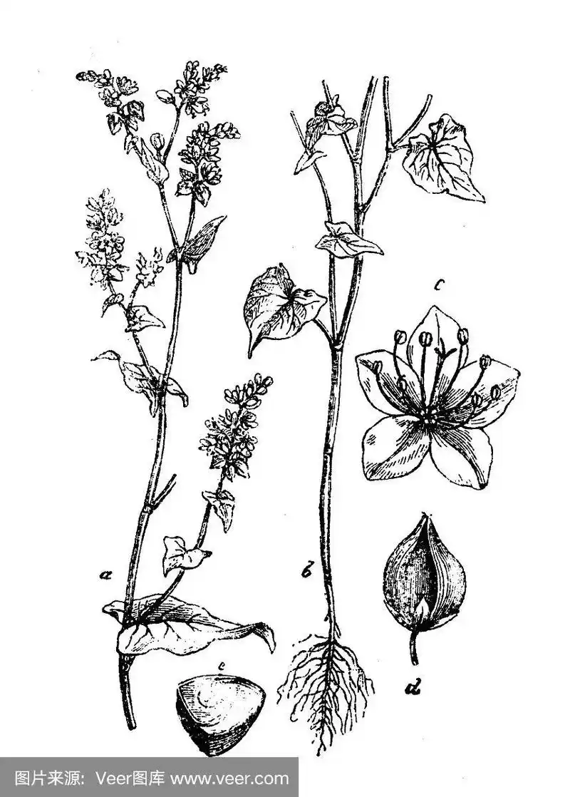 荞麦,古董,绘画插图,雕刻术,植物学
