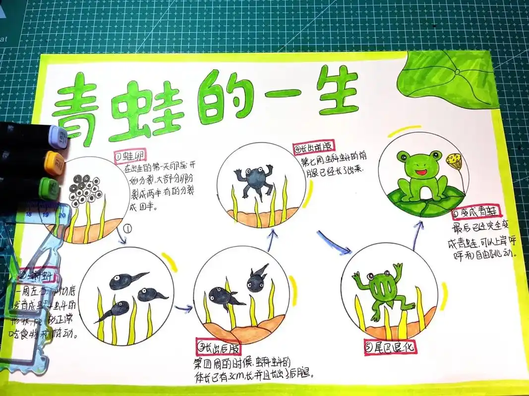 蝌蚪变青蛙 #青蛙的一生绘本 #青蛙成长记 #小蝌蚪变青蛙 @dou 小