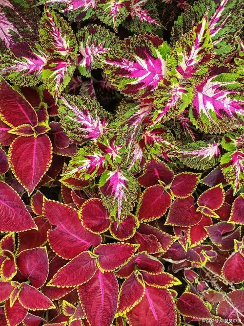 室内外观赏植物北京彩叶草