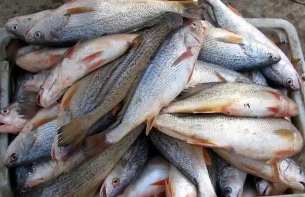 食用海鱼种类图片大全(2)