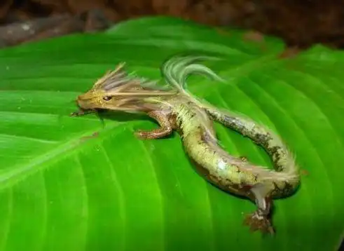 如果龙真实存在有没有物理和生物学的合理性解释