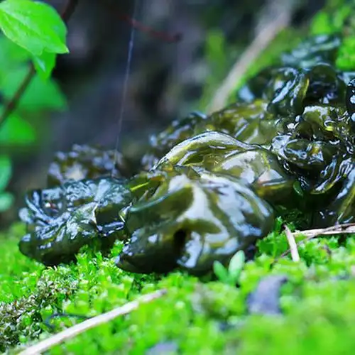 纯天然野菜 农家野生免洗地皮菜 甘肃特产 食用农产品地达菜 新鲜地软